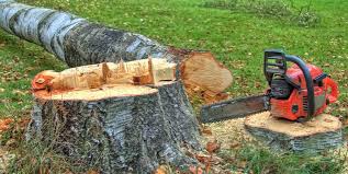 How Our Tree Care Process Works  in  Elroy, WI