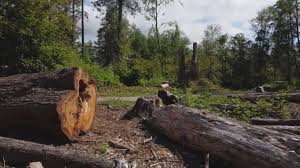 Best Arborist Consultation Services  in Elroy, WI