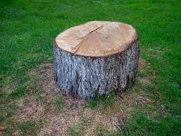 Reliable Elroy, WI Tree Services Solutions