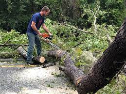 Best Tree Mulching  in Elroy, WI