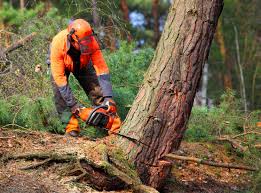  Elroy, WI Tree Services Pros