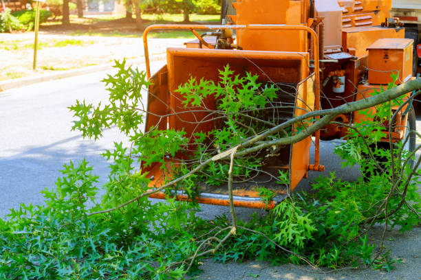 Best Stump Grinding and Removal  in Elroy, WI