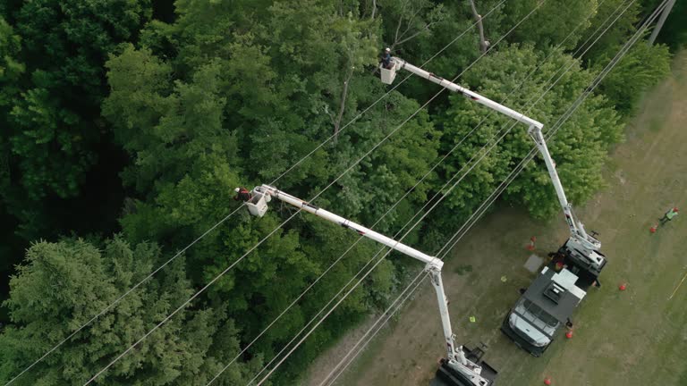 Best Hedge Trimming  in Elroy, WI
