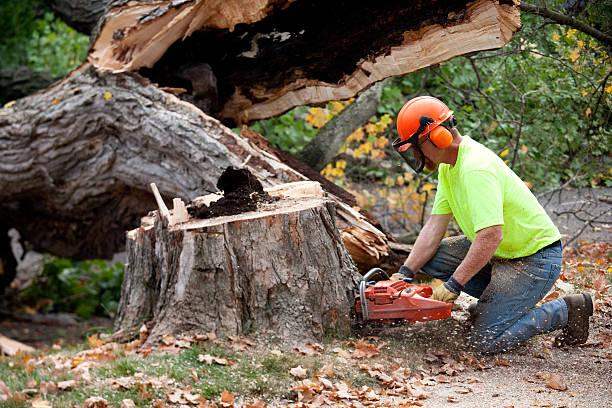 Best Tree Health Inspection  in Elroy, WI