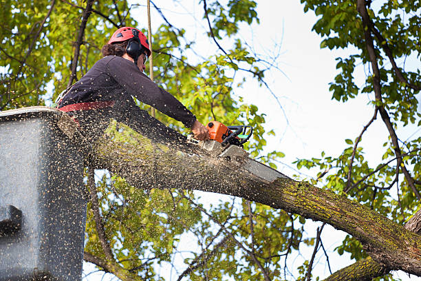 Best Aeration Services  in Elroy, WI