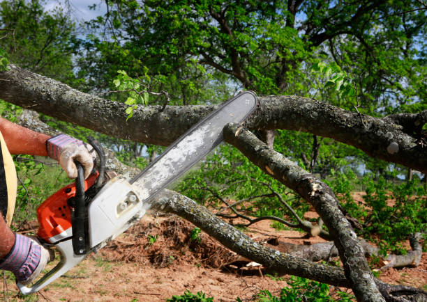 Best Tree Disease Treatment  in Elroy, WI